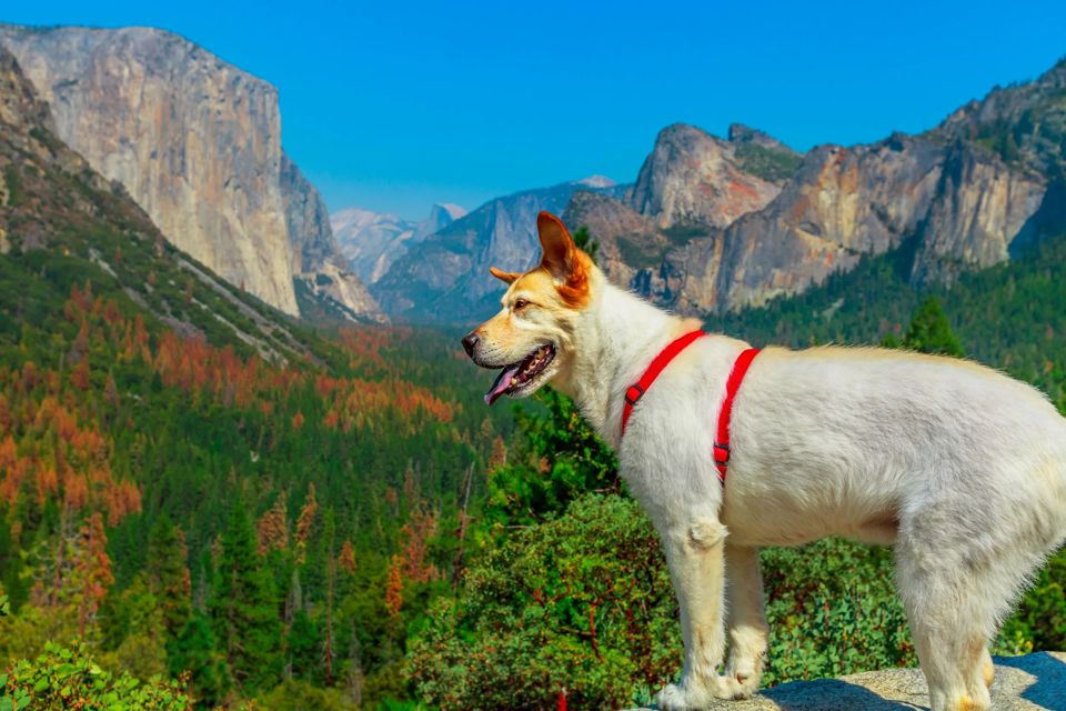 dog-friendly-national-parks-grid-Yv1K1RAAACMAF96U.jpeg