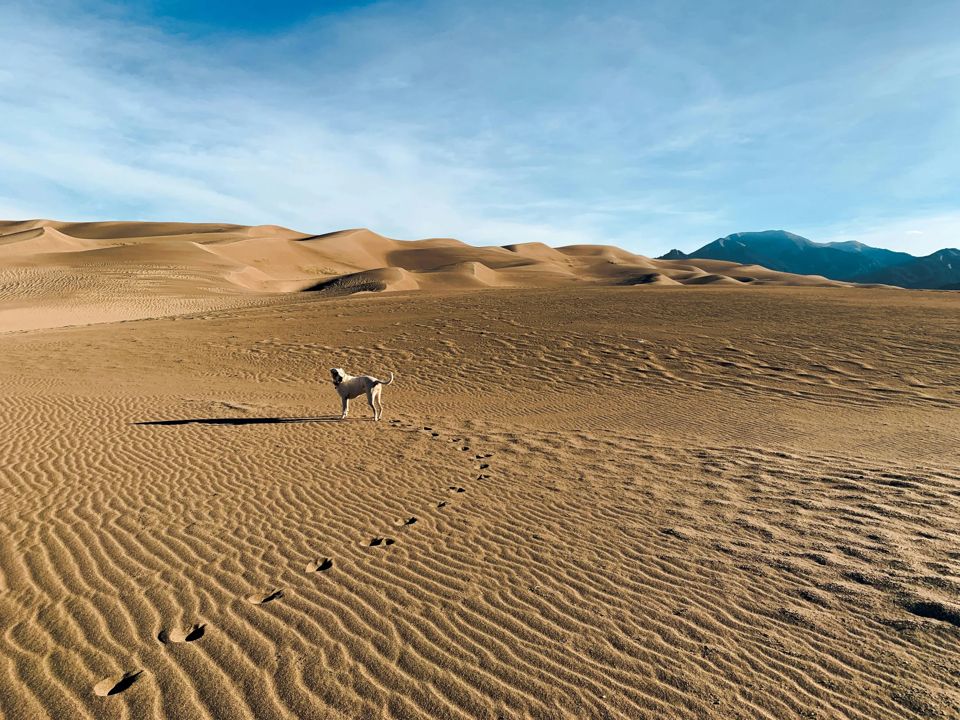 dog-friendly-national-parks-grid-Yv1KCBAAACMAF9sA.jpeg