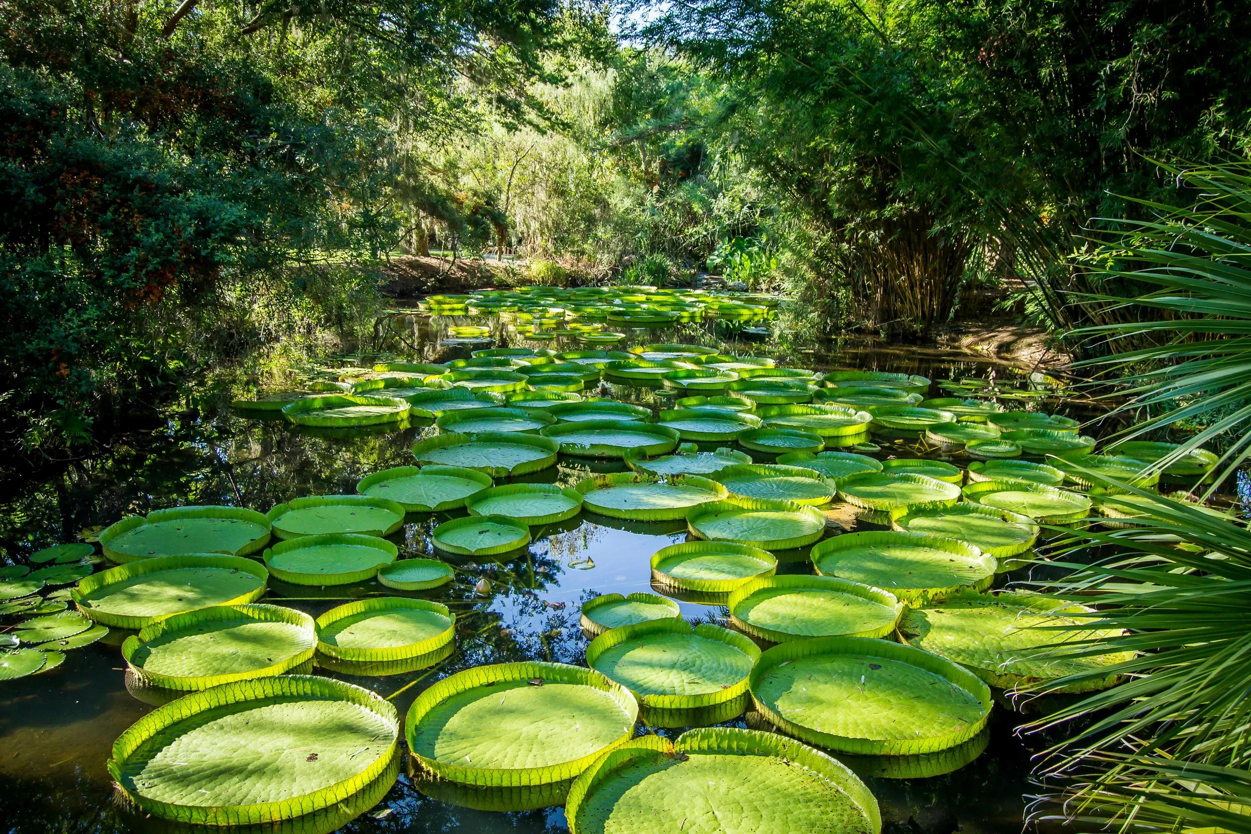 Blog Kanapaha Botanical Gardens – Gainesville, Florida