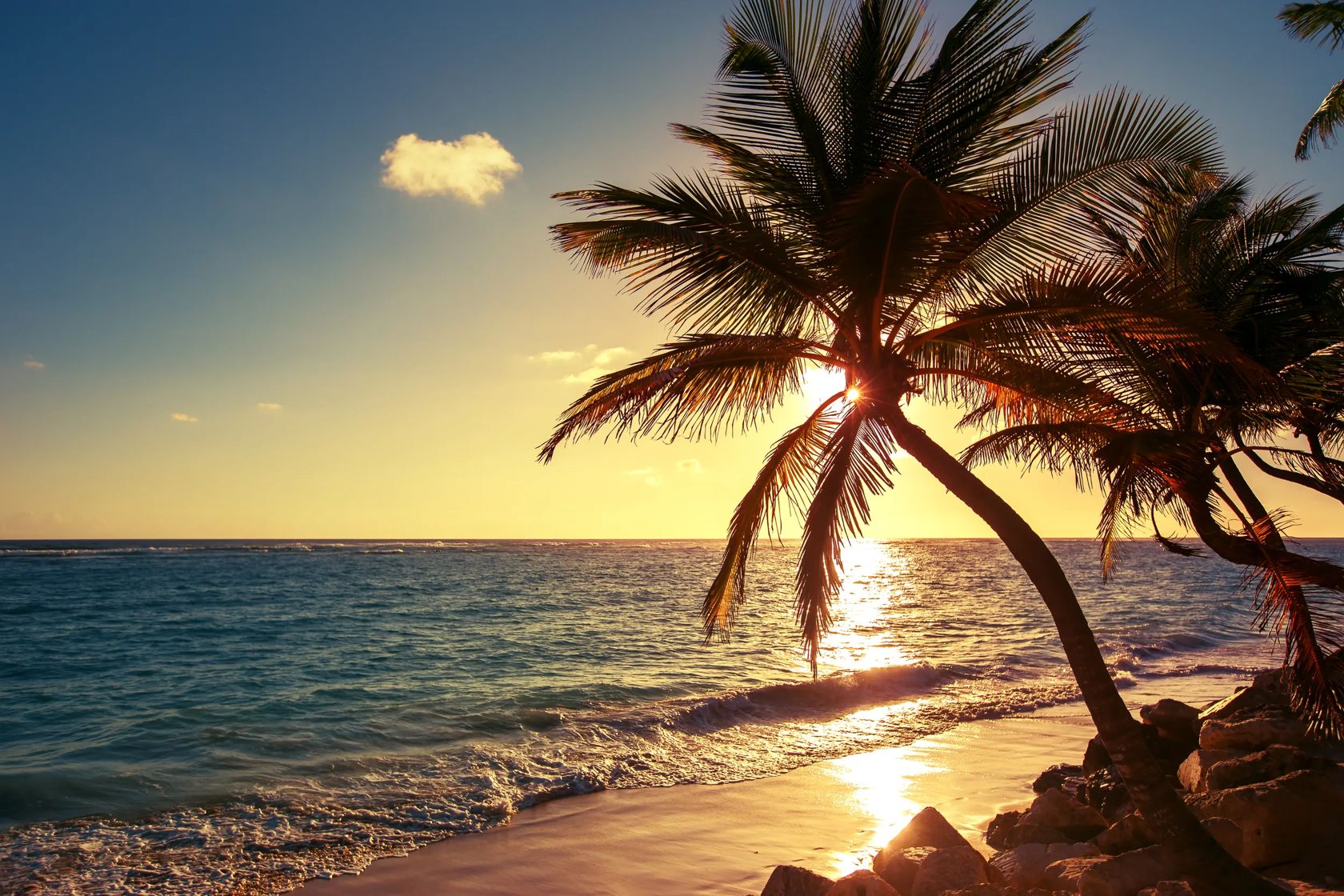 Palm tree on the tropical beach, sunrise shot
