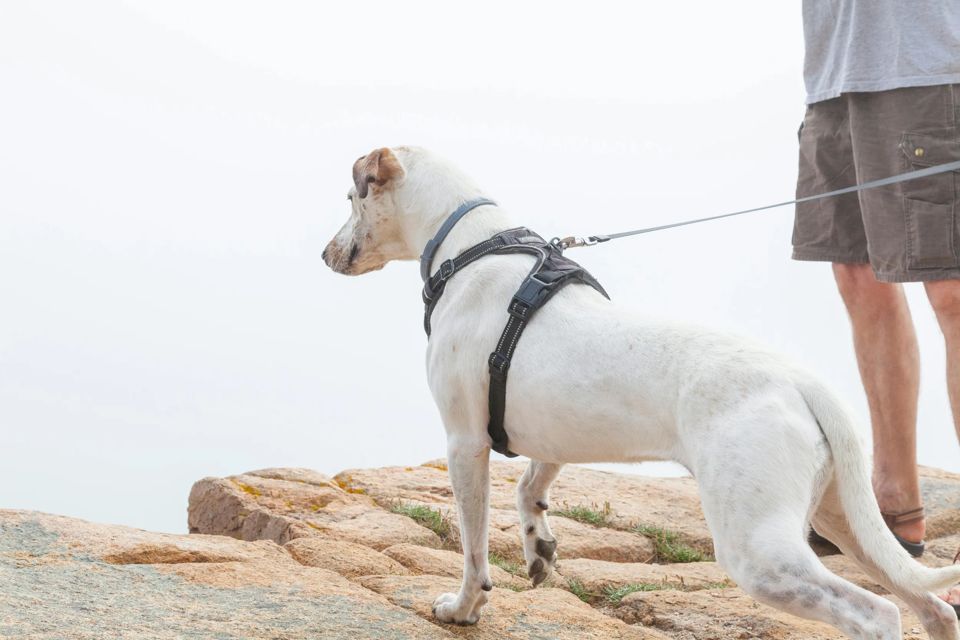 dog-friendly-national-parks-grid-Yv1IixAAACMAF9Re.jpeg